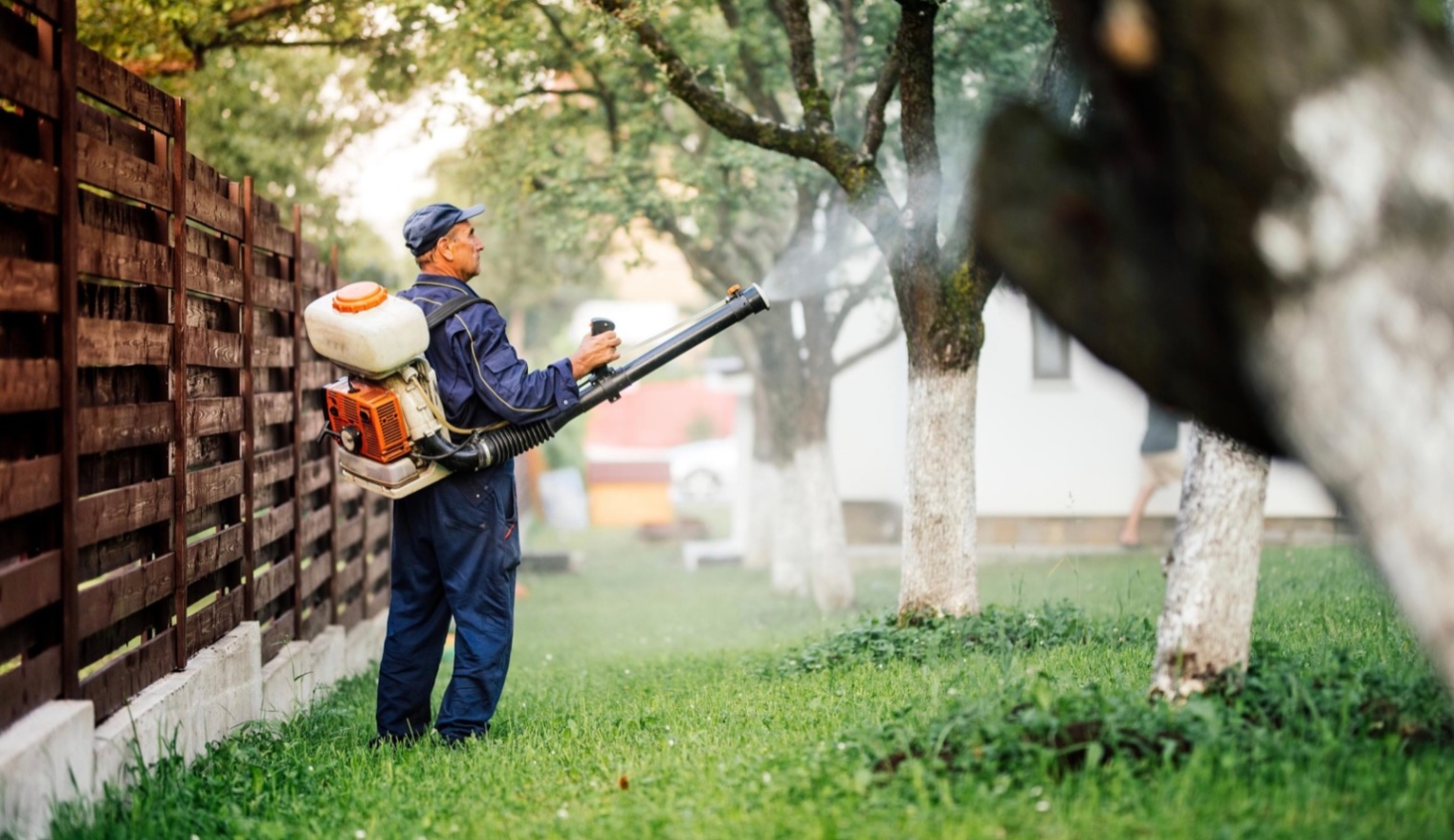Bee removal