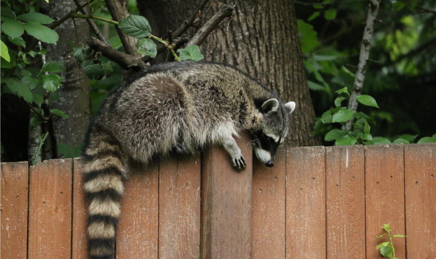 Wildlife control